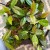 Hoya carnosa stardust Hoja (3).jpg