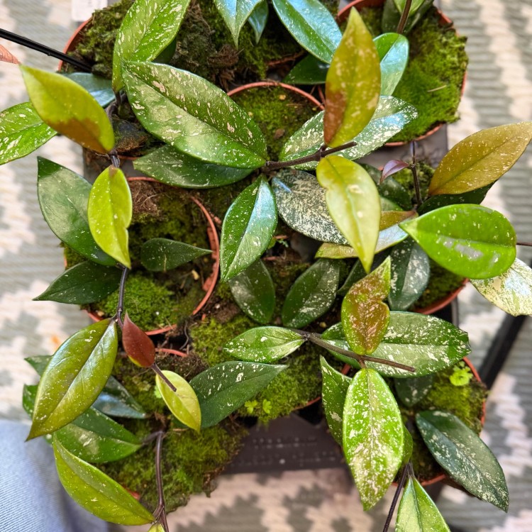 Hoya carnosa stardust Hoja (3).jpg