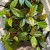 Hoya carnosa stardust Hoja (4).jpg