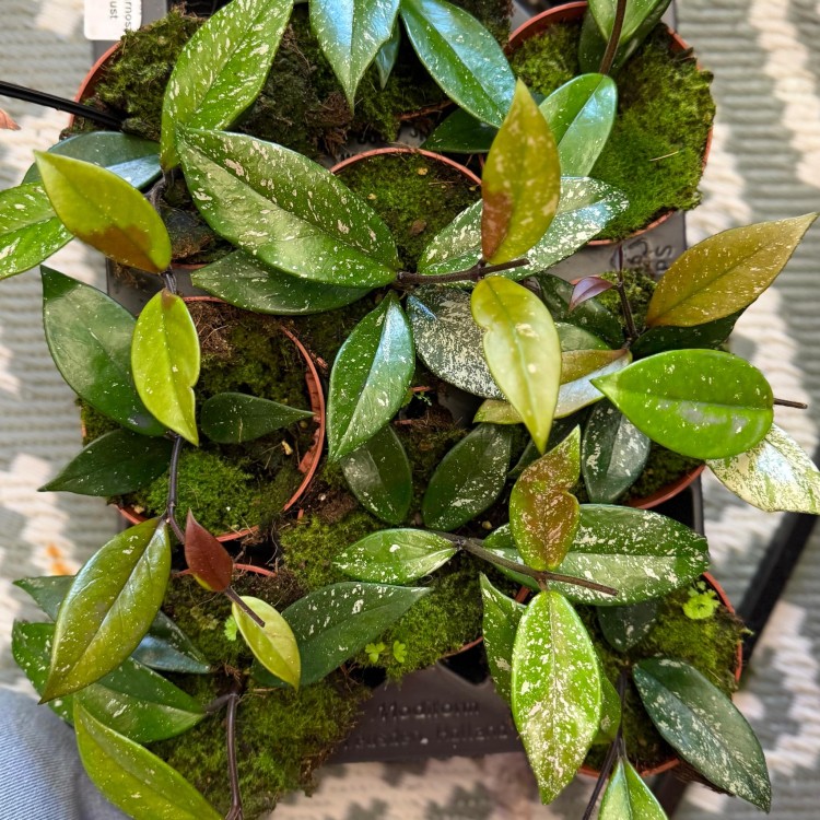 Hoya carnosa stardust Hoja (4).jpg