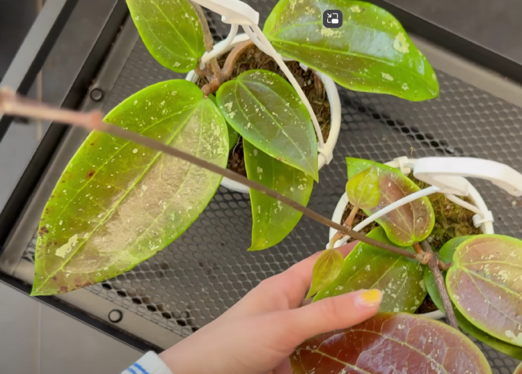 Zrzut ekranu 2025-04-09 144311.png