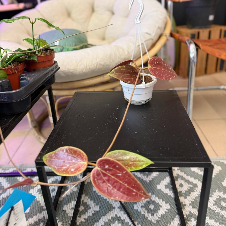 Hoya Glabra Padang Hoja  (2).jpg