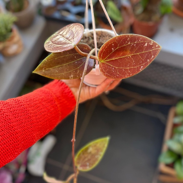 Hoya Glabra Padang Hoja  (4).jpg