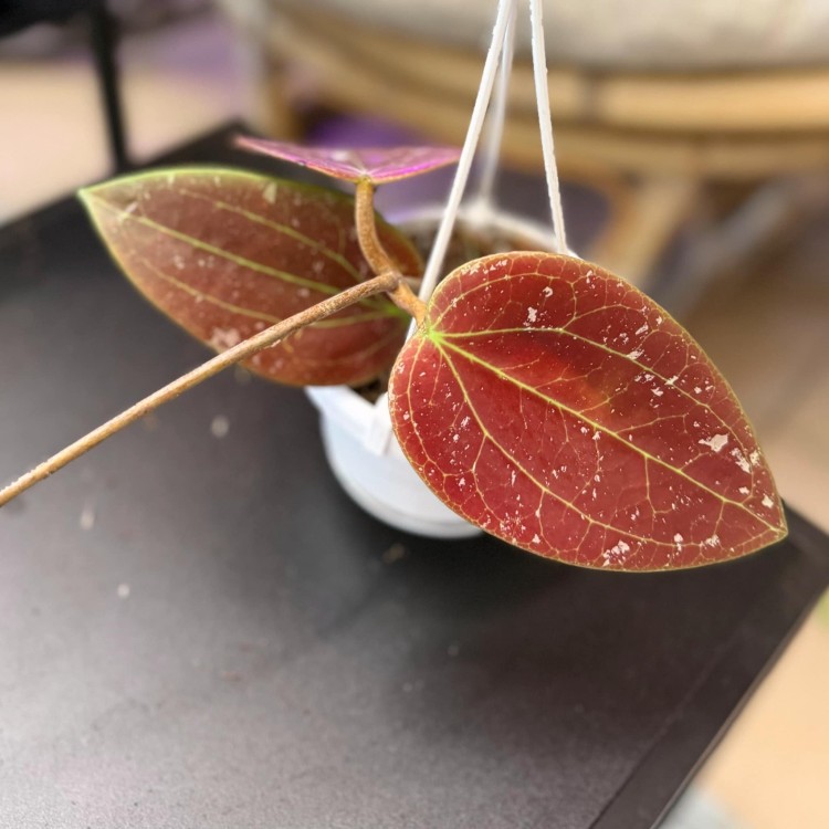 Hoya Glabra Padang Hoja  (1).jpg