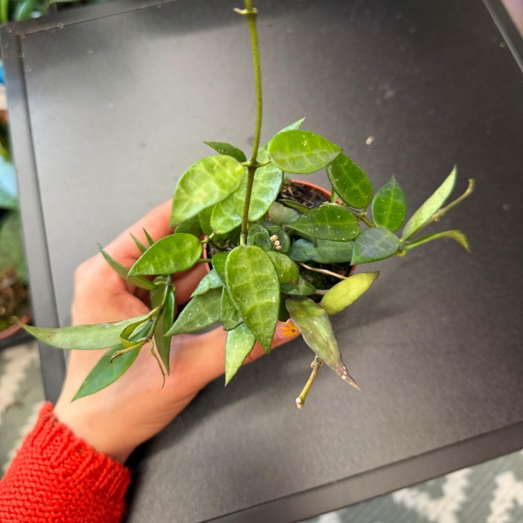 Hoya Lacunosa (2).jpg