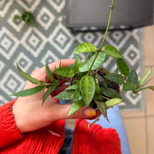 Hoya Lacunosa (3).jpg