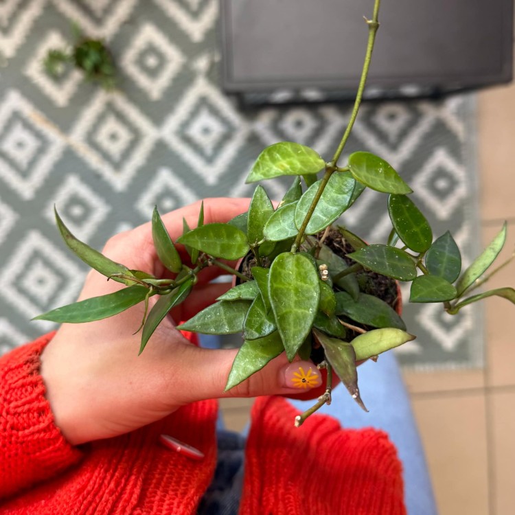 Hoya Lacunosa (3).jpg