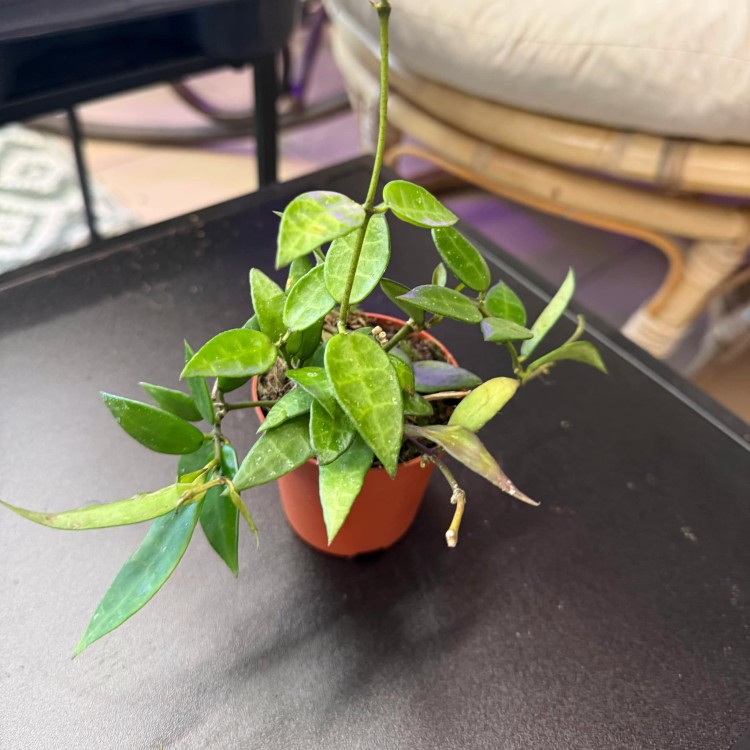Hoya Lacunosa (1).jpg