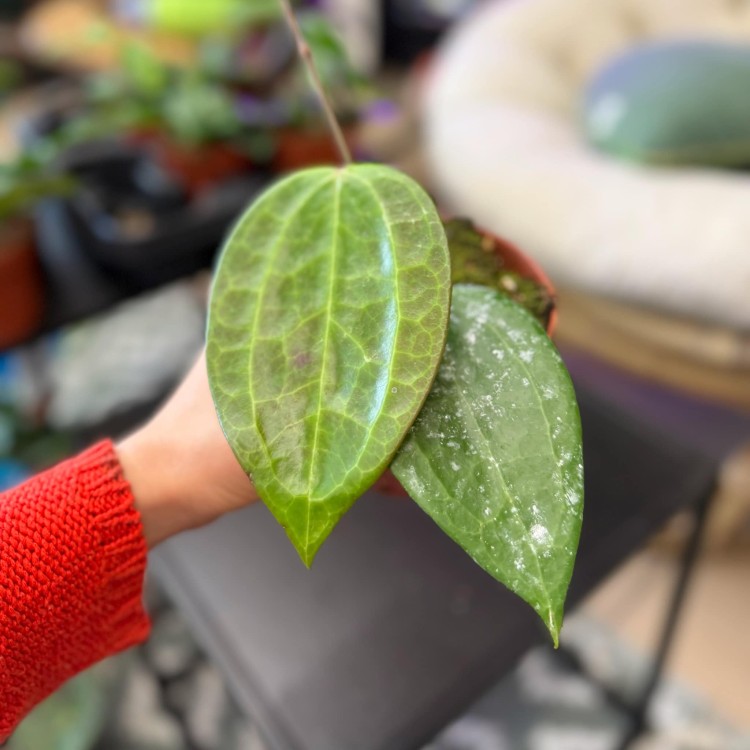 Hoya macrophylla borneo hoja  (2).jpg