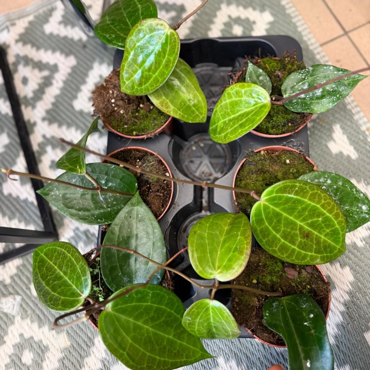 Hoya macrophylla borneo hoja  (1).jpg