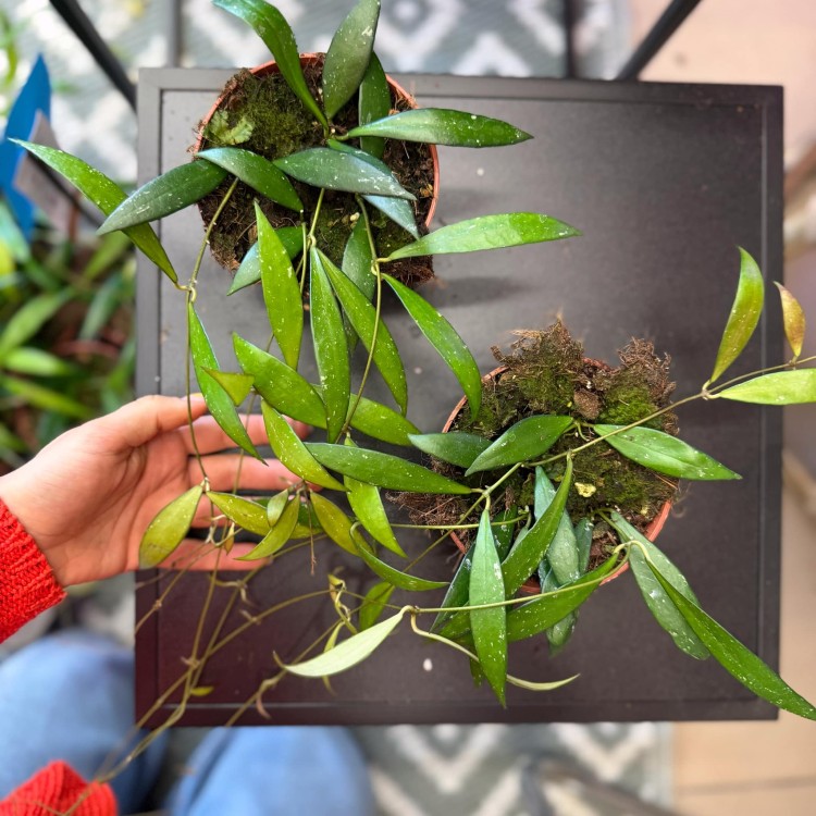Hoya no id sumatra (2).jpg