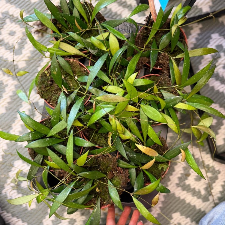 Hoya no id sumatra (1).jpg