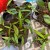 Hoya Scortechinii (2).jpg