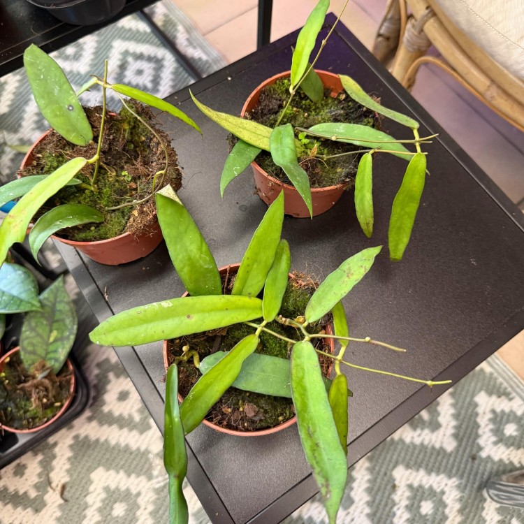 Hoya Scortechinii (3).jpg
