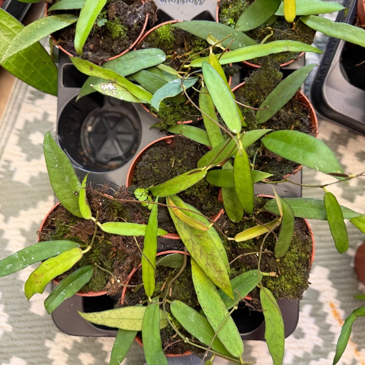 Hoya Scortechinii (4).jpg