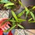 Hoya Scortechinii (6).jpg