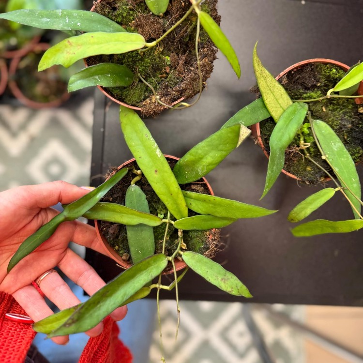 Hoya Scortechinii (6).jpg