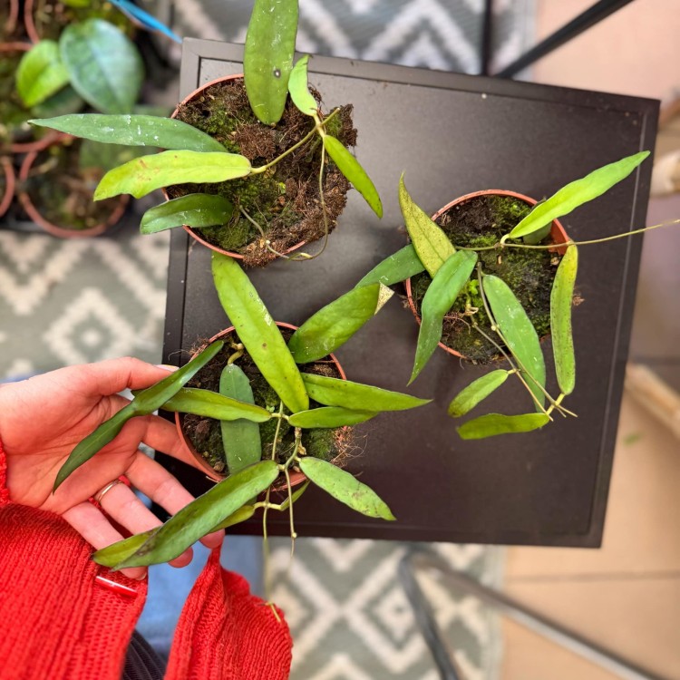 Hoya Scortechinii (1).jpg