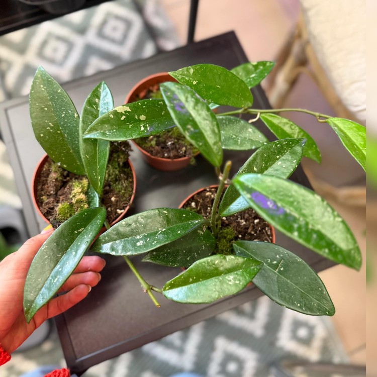 Hoya silver moon (regres) (2).jpg