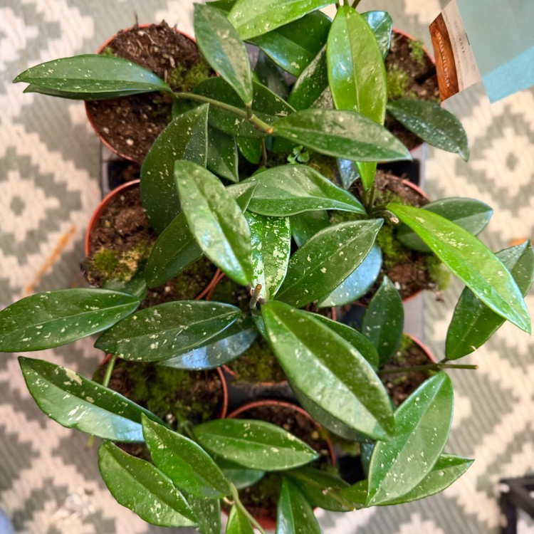 Hoya silver moon (regres) (5).jpg