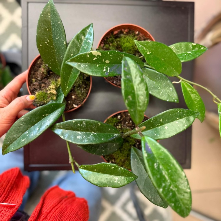 Hoya silver moon (regres) (6).jpg