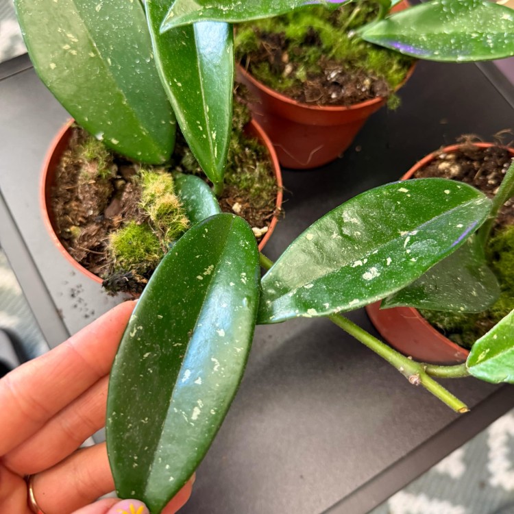 Hoya silver moon (regres) (1).jpg