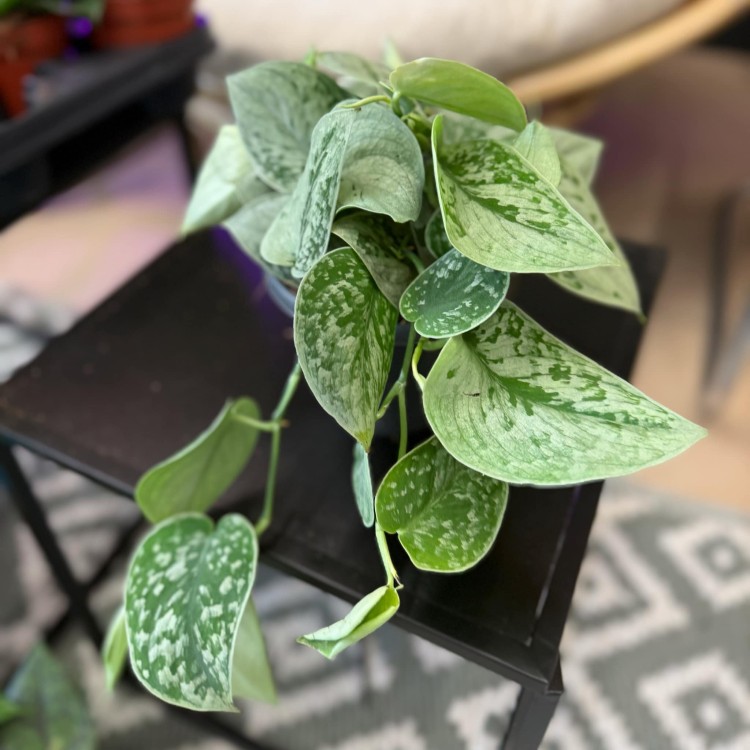 scindapsus silver ann (13).jpg