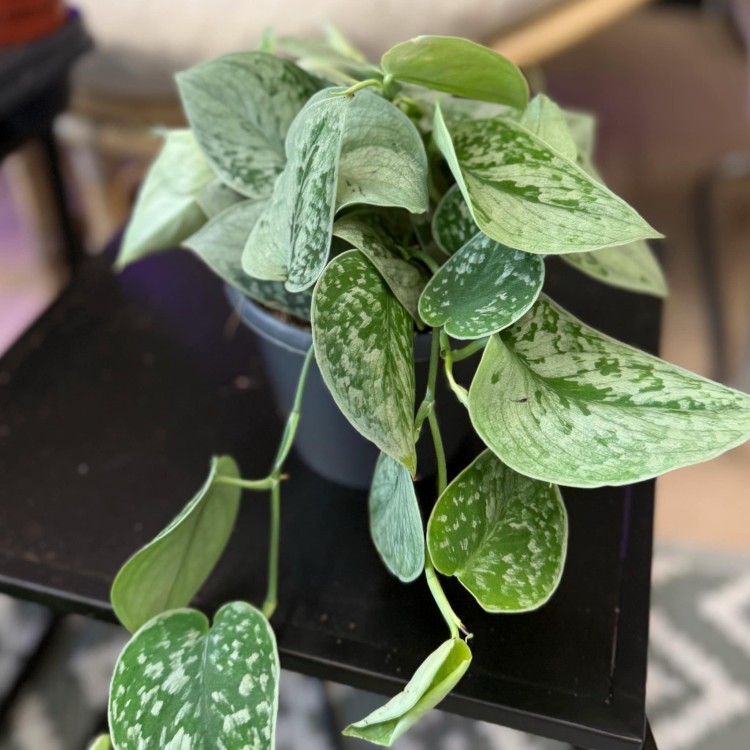 scindapsus silver ann (14).jpg