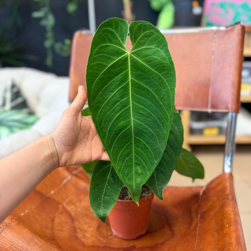 Anthurium Queremalense (1).jpg