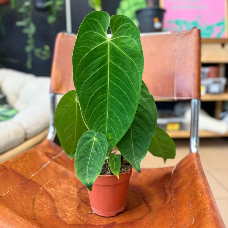Anthurium Queremalense (2).jpg