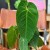 Anthurium Queremalense (3).jpg