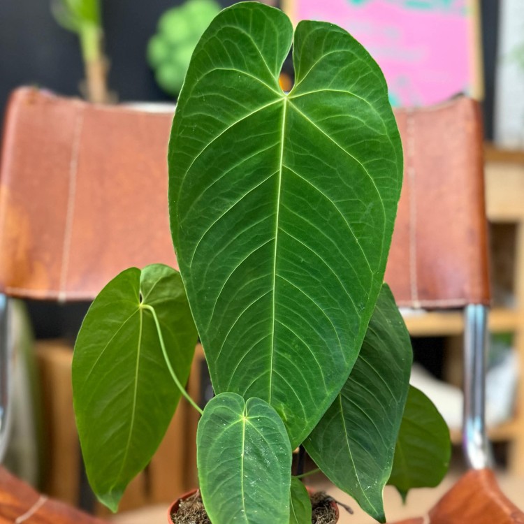 Anthurium Queremalense (3).jpg