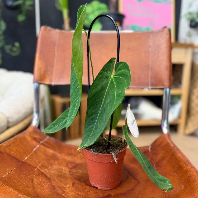 Anthurium Queremalense (4).jpg