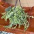 Dischidia Ruscifolia Variegata (2).jpg