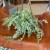 Dischidia Ruscifolia Variegata (3).jpg