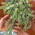 Dischidia Ruscifolia Variegata (4).jpg