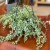 Dischidia Ruscifolia Variegata (5).jpg