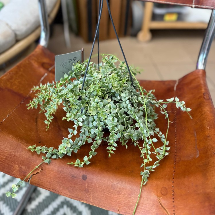 Dischidia Ruscifolia Variegata (1).jpg