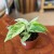 Epipremnum Pinnatum Marble Variegata (3).jpg