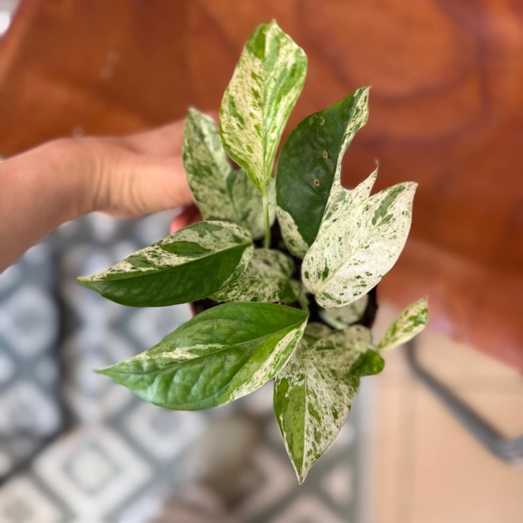 Epipremnum Pinnatum Marble Variegata (1).jpg