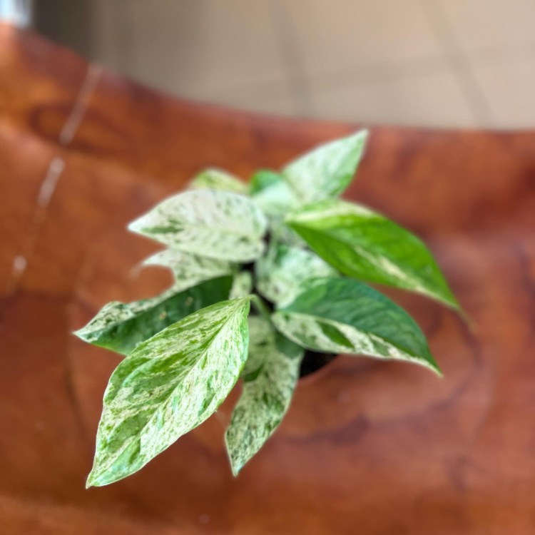 Epipremnum Pinnatum Marble Variegata (2).jpg