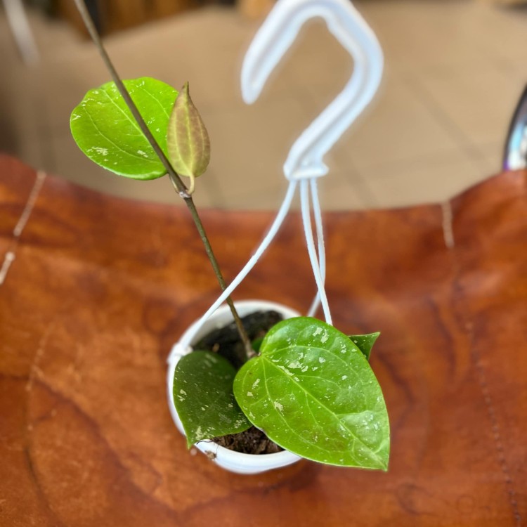 hoya gkabra padang (2).jpg