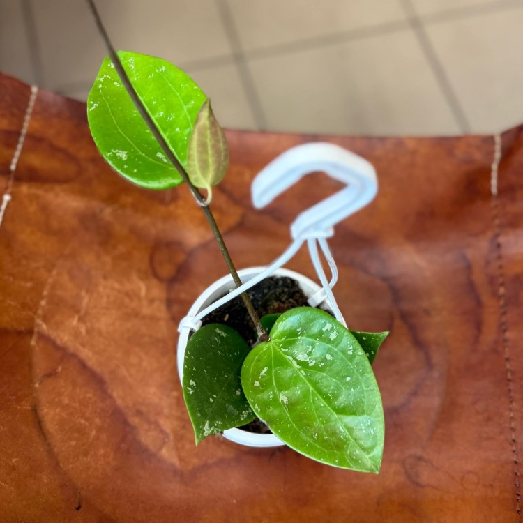 hoya gkabra padang (3).jpg