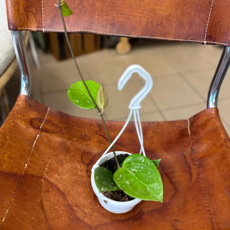 hoya gkabra padang (1).jpg