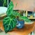 Anthurium calri (2).jpeg