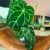 Anthurium calri (3).jpeg