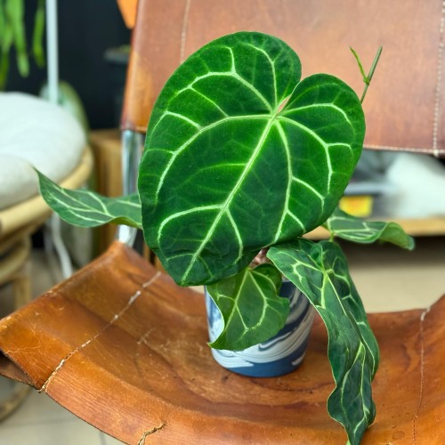 Anthurium calri (1).jpeg