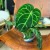 Anthurium calri (1).jpeg