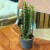 euphorbia trigona trójżebrowy (2).jpeg