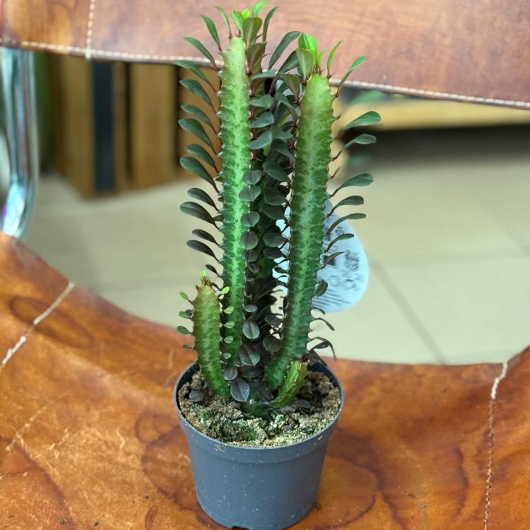 euphorbia trigona trójżebrowy (3).jpeg